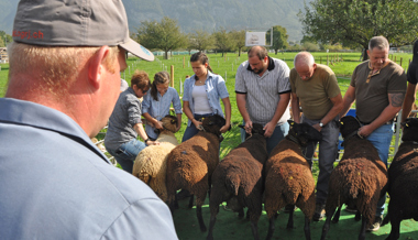 Schafschau in der Dornau: Missen flauschig und farbig