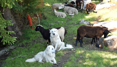 Schutzhunde im Einsatz: Alp Säss ist für Wanderungen gesperrt