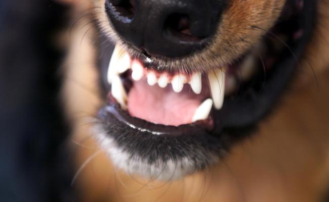Seine Katze wurde gerissen: Mann erschiesst Hund und versteckt Waffen