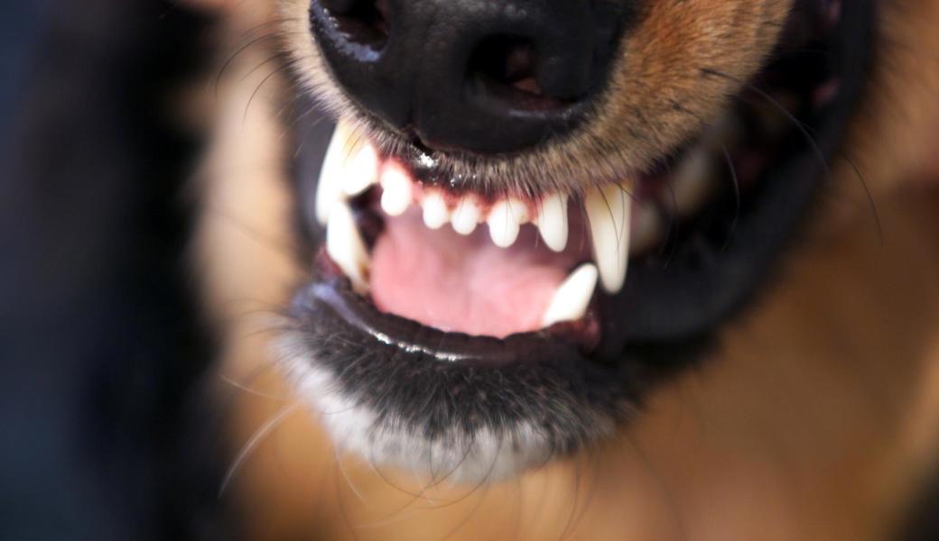 Der Hund, der die Katze des Beschuldigten packte und riss, wurde mit elf Schüssen getötet.