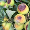 Äpfel mit Sonnenbrand: Für den Ostschweizer Obstbau wird der August zum Schlüsselmonat