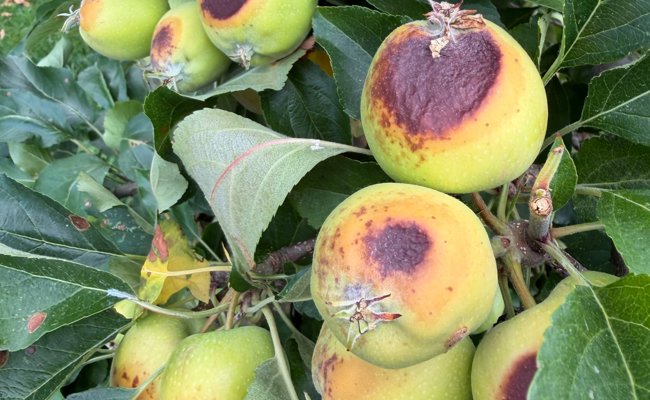 Äpfel mit Sonnenbrand: Für den Ostschweizer Obstbau wird der August zum Schlüsselmonat