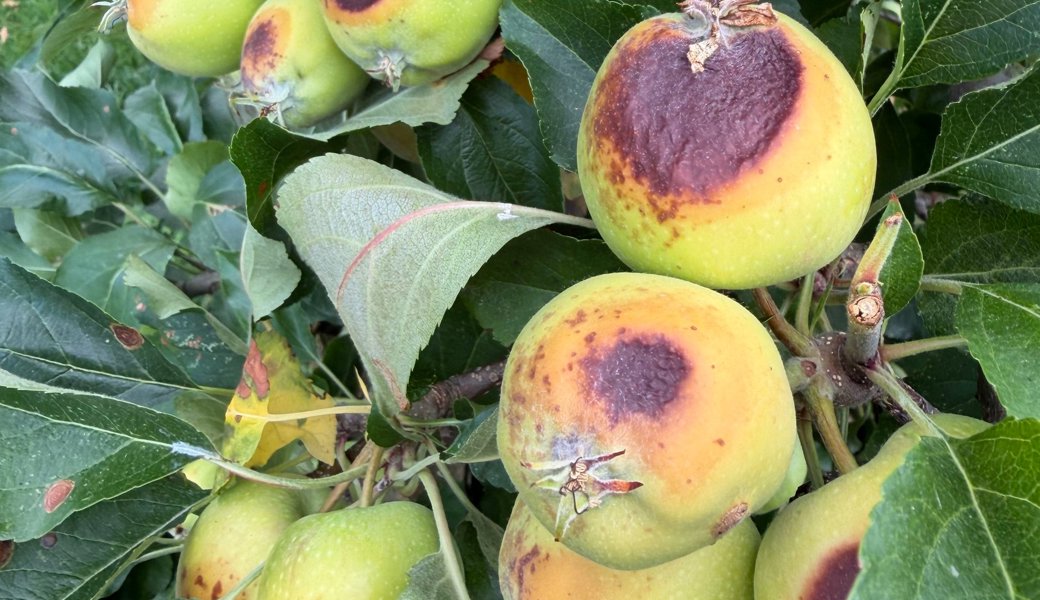 Diese Äpfel haben wegen zu viel UV-Strahlung einen Sonnenbrand erlitten und faulen an den entsprechenden Stellen.