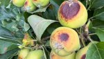 Äpfel mit Sonnenbrand: Für den Ostschweizer Obstbau wird der August zum Schlüsselmonat