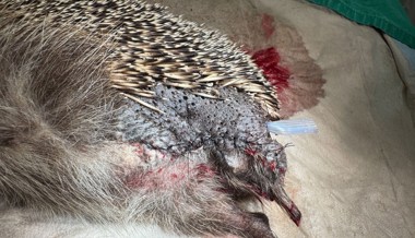 «Tiere werden gnadenlos geschreddert»: Nachtruhe wird gefordert