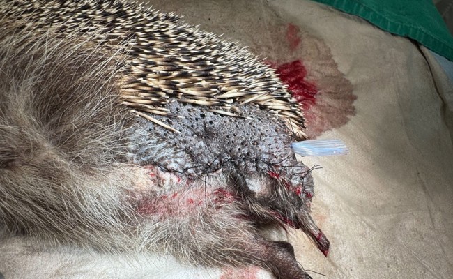 «Tiere werden gnadenlos geschreddert»: Nachtruhe wird gefordert
