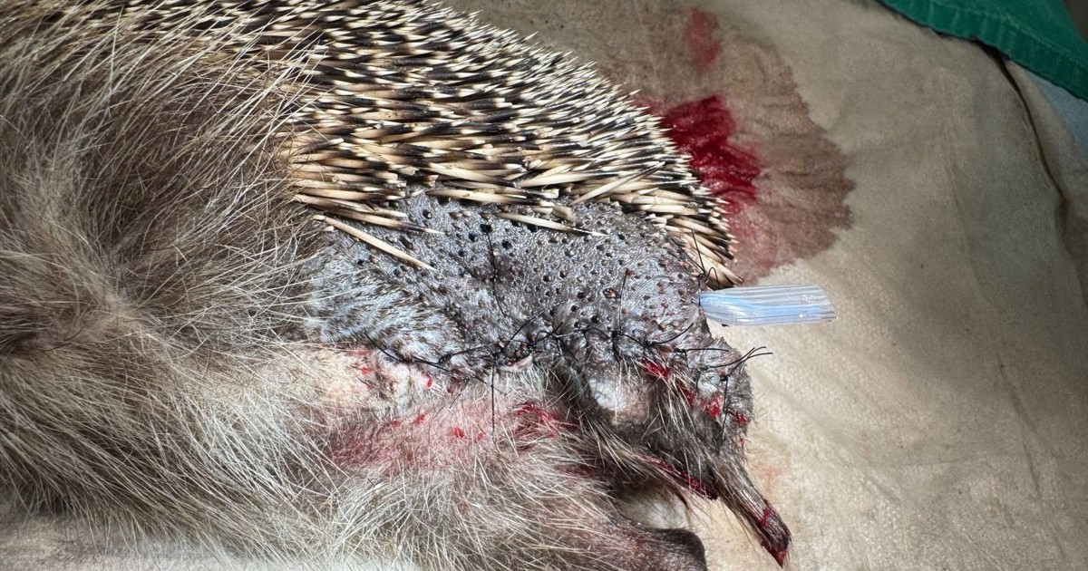 “Animals are mercilessly shredded”: Call for nighttime restrictions