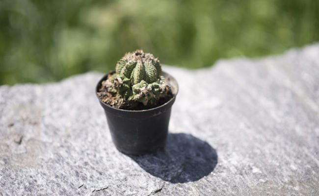 Gartentipp: Auch die stachelige Hausgenossen benötigen ein bisschen Pflege