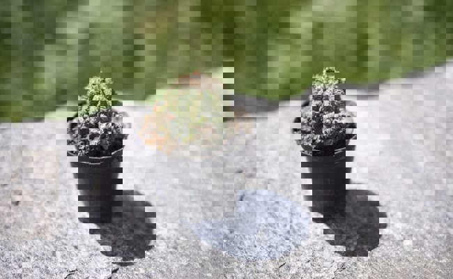 Gartentipp: Auch die stachelige Hausgenossen benötigen ein bisschen Pflege