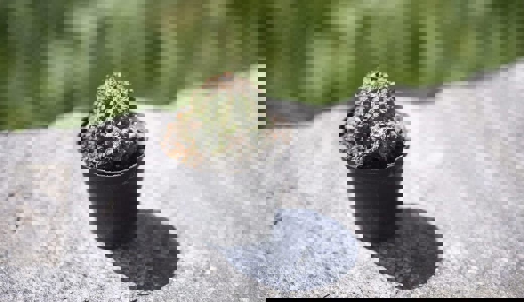  Vor der ersten Frostperiode holt Bert Stankowski seine Schützlinge ins Haus. Symbolbild: Peer Füglistaller, Tagblatt