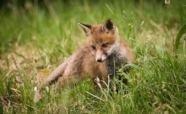 Hühnerhalter will Fuchs mit Pfeil und Bogen vertreiben – und verletzt ihn