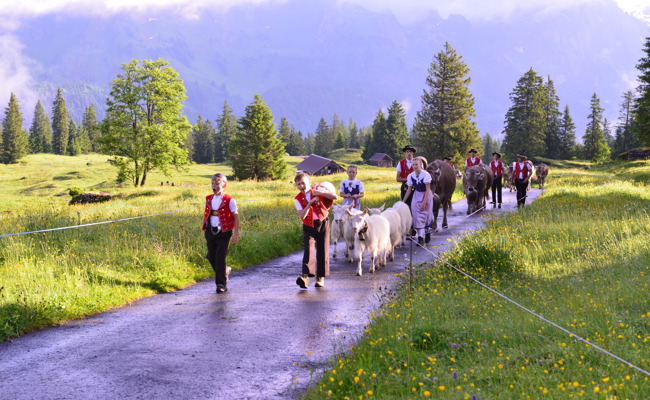 Kuhglocken, Trachten und eine Schnapsidee