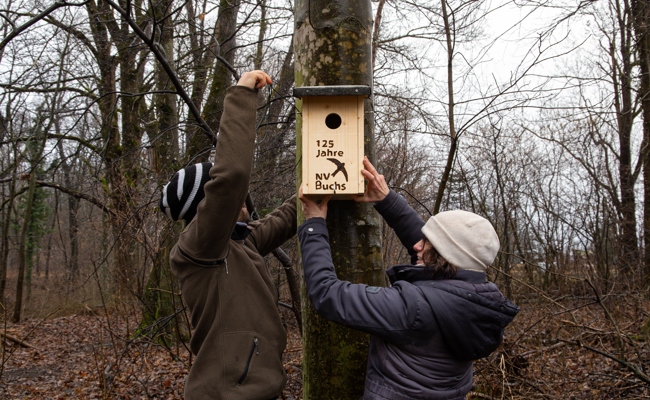Nester bestimmt und Nistkästen ersetzt