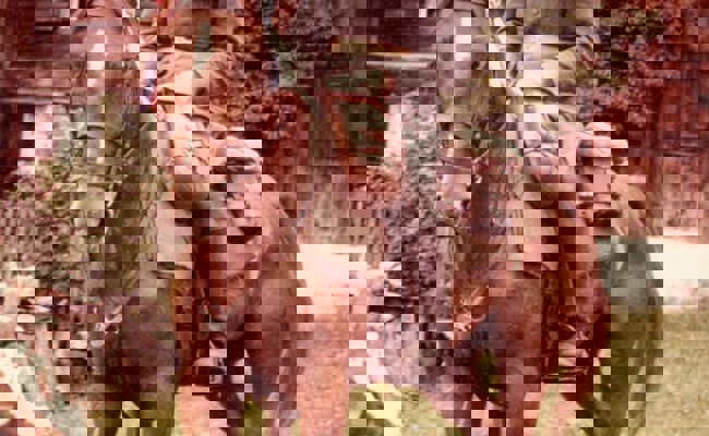 «Das waren jeweils meine Ferien» – ein ehemaliger Dragoner erinnert sich