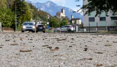 Erst die Dürre, dann die Raupen: Sorge vor den Folgen wächst