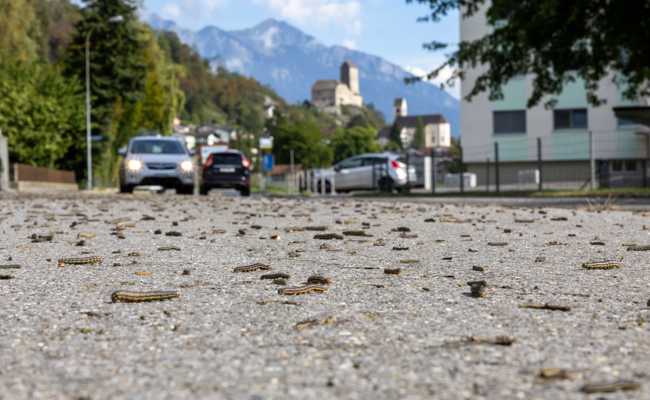 Erst die Dürre, dann die Raupen: Sorge vor den Folgen wächst