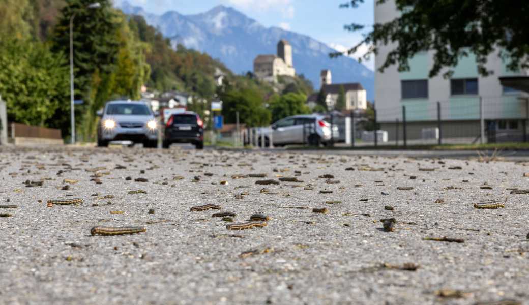 Erst die Dürre, dann die Raupen: Sorge vor den Folgen wächst