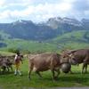 Die Tradition des «Überefahre» wird hochgehalten