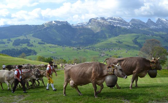 Die Tradition des «Überefahre» wird hochgehalten
