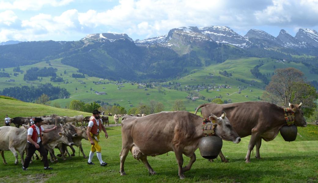 Die Sennen sorgen dafür, dass die Tiere wieder ordentlich auf der Strasse laufen.