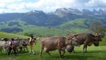 Die Tradition des «Überefahre» wird hochgehalten
