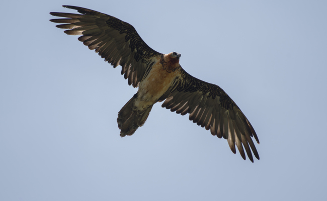 Erste Bartgeierbrut im Kanton St.Gallen