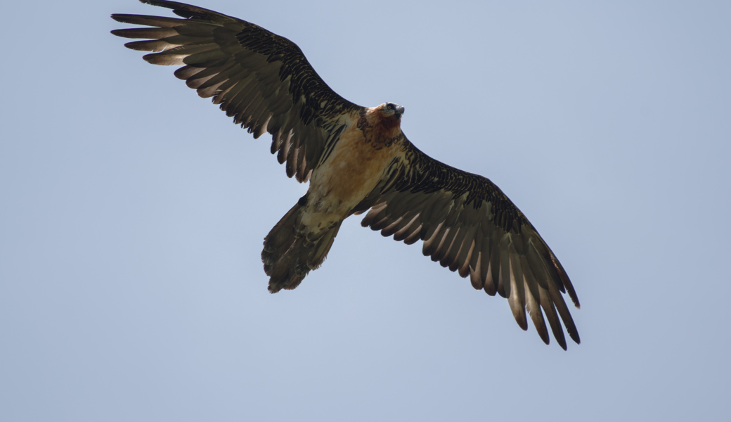 Der Bartgeier gehört zur grössten Vogelart der Alpen.  