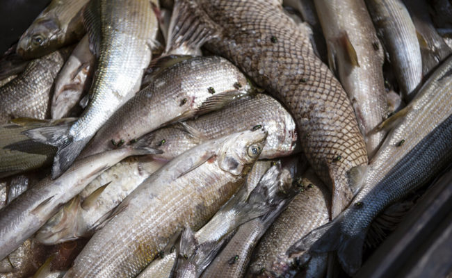 Der Kanton äussert sich zu den Vorwürfen: Hätte der Tod von 5000 Äschen verhindert werden können?