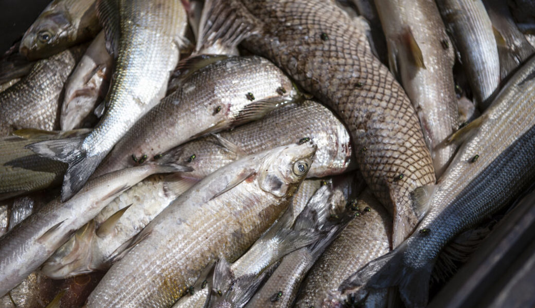  Die heisse, trockene Witterung macht den kälteliebenden Fischen zu schaffen: Bach- und Seeforellen, Groppen und Äschen sind auf kaltes Wasser angewiesen. Ist die Wassertemperatur zu hoch, fehlt den Fischen der Sauerstoff.<br />