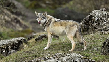 «Dürfen keine Zeit mehr verschwenden»: Biodiversität in der Ostschweiz unter Druck