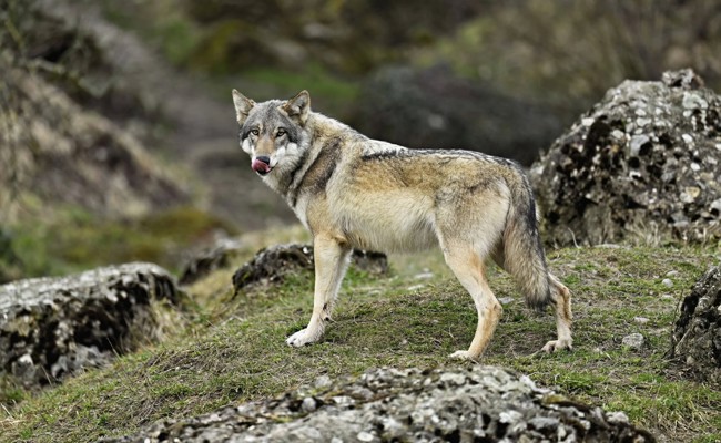 «Dürfen keine Zeit mehr verschwenden»: Biodiversität in der Ostschweiz unter Druck