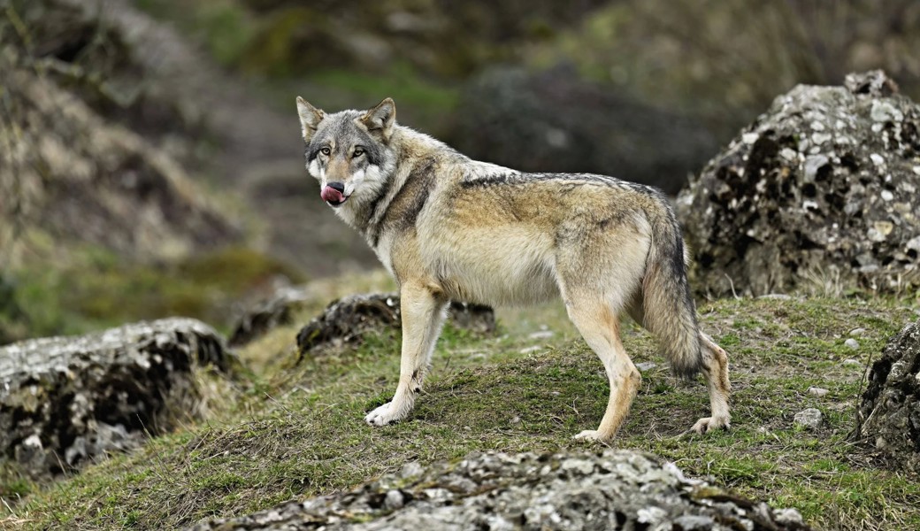 «Dürfen keine Zeit mehr verschwenden»: Biodiversität in der Ostschweiz unter Druck