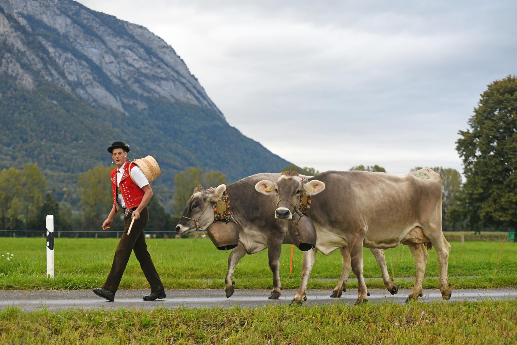 Zoe, Fela und Rakete sind die schönsten Sennwalder Kühe