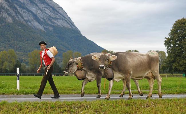 Zoe, Fela und Rakete sind die schönsten Sennwalder Kühe