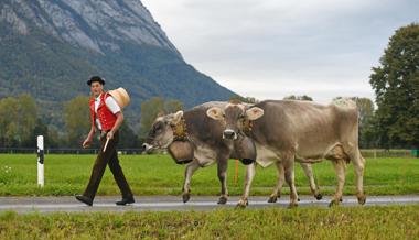 Zoe, Fela und Rakete sind die schönsten Sennwalder Kühe Zoe, Fela und Rakete sind die schönsten Sennwalder Kühe