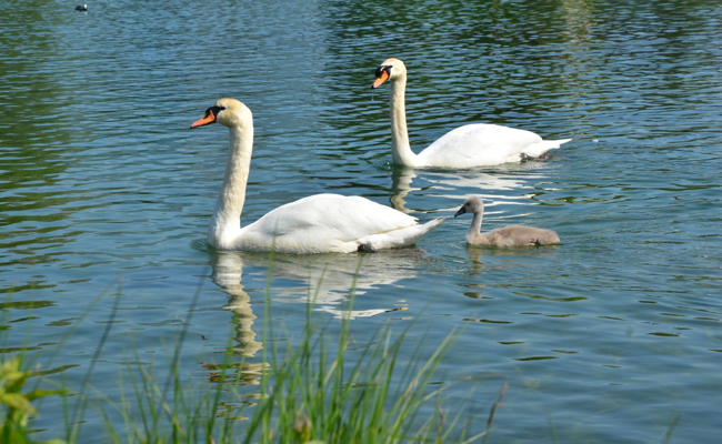 Herziges Schwanküken ist ein beliebtes Fotomotiv