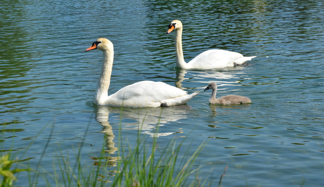 Familie Schwan am Werdenbergersee: Vom Nachwuchs blieb ein Küken übrig.