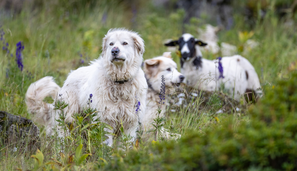 Ohne Herdenschutzhunde ist ein funktionierender Herdenschutz kaum möglich.