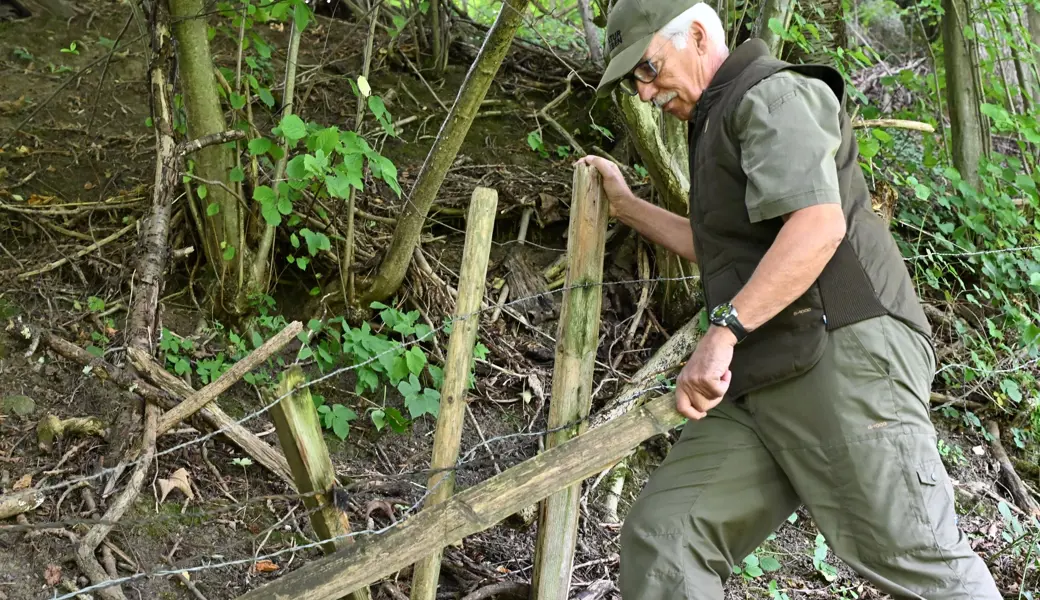 Jagdverbandspräsident Peter Weigelt zeigt einen mehrfachen Stacheldrahtzaun in St.Gallen-Guggeien: 2025 noch genau so ärgerlich wie 2019, als der Ort als Beispiel für die notwendige Initiative diente.