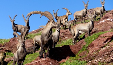 Seltenes Jagderlebnis auf den Steinbock: 2021 wurden 33 Tiere gejagt