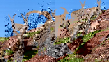 Seltenes Jagderlebnis auf den Steinbock: 2021 wurden 33 Tiere gejagt