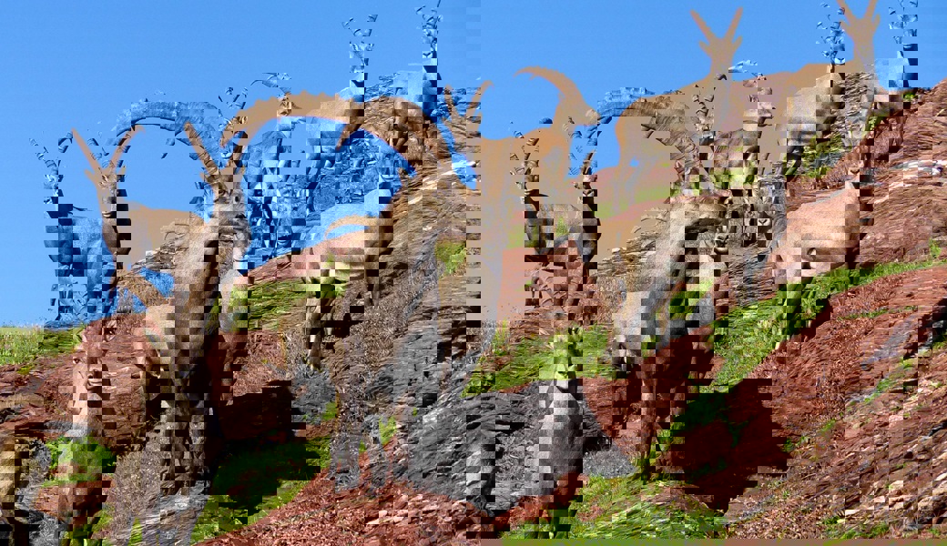  Die Jagd auf die geschützten Steinböcke ist für Bergjäger ein besonderes Erlebnis. 