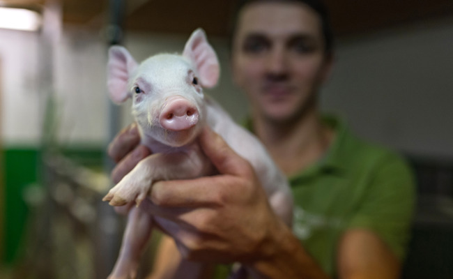 Das Bundesratssäuli heisst Leonie – und wartet auf Viola