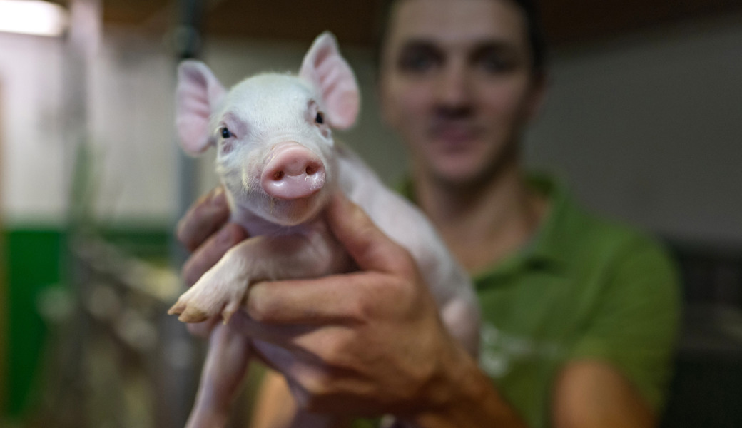 Betriebsleiter Dominik Räss mit dem Olma-Bundesratssäuli Leonie.