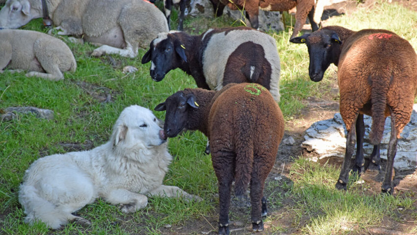  Nase an Nase: Herdenschutzhündin Sun bekundet mit dieser Geste ihre Freundschaft zu den Schafen. 