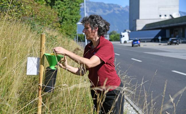 Kampf gegen gefrässigen Japankäfer: Diese Regeln gelten jetzt