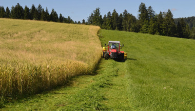 Klimawandel begünstigt Getreideanbau in der Höhe – ein Bauer hat auf 1050 Metern Weizen angesät