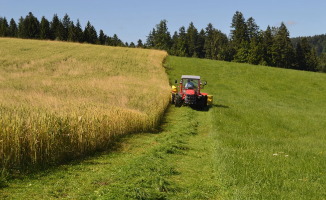Klimawandel begünstigt Getreideanbau in der Höhe – ein Bauer hat auf 1050 Metern Weizen angesät