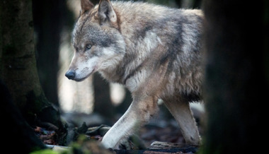 Herdenschutz: St.Galler Kantonsrätin stellt Wolfsregulation in Frage