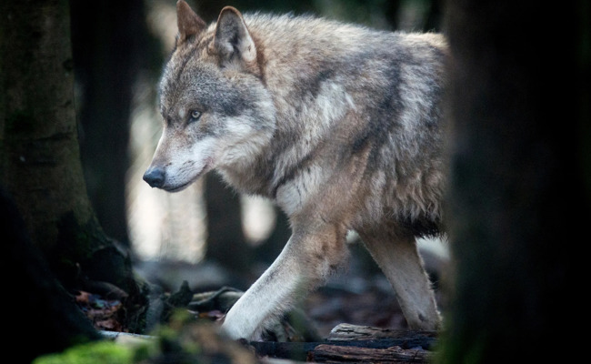 Herdenschutz: St.Galler Kantonsrätin stellt Wolfsregulation in Frage